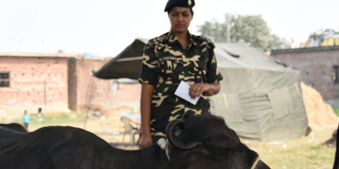 नौतनवा: एस एस बी ने किया पशु चिकित्सा शिविर का आयोजन