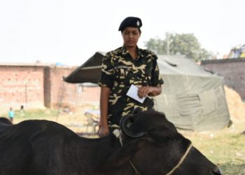 नौतनवा: एस एस बी ने किया पशु चिकित्सा शिविर का आयोजन