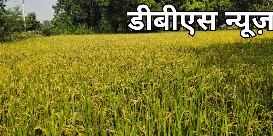 सिद्धार्थनगर: ढह गया प्राइवेट सेक्टर मे धान का बाजार, किसान हुए परेशान, 11सौ मे मोटा और 1150 मे महीन धान का रेट