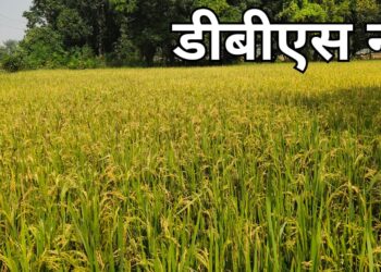 सिद्धार्थनगर: ढह गया प्राइवेट सेक्टर मे धान का बाजार, किसान हुए परेशान, 11सौ मे मोटा और 1150 मे महीन धान का रेट