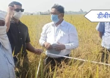 महराजगंज: जिलाधिकारी ने धान का क्रॉप कटिंग कराकर उत्पादन की लिए जानकारी