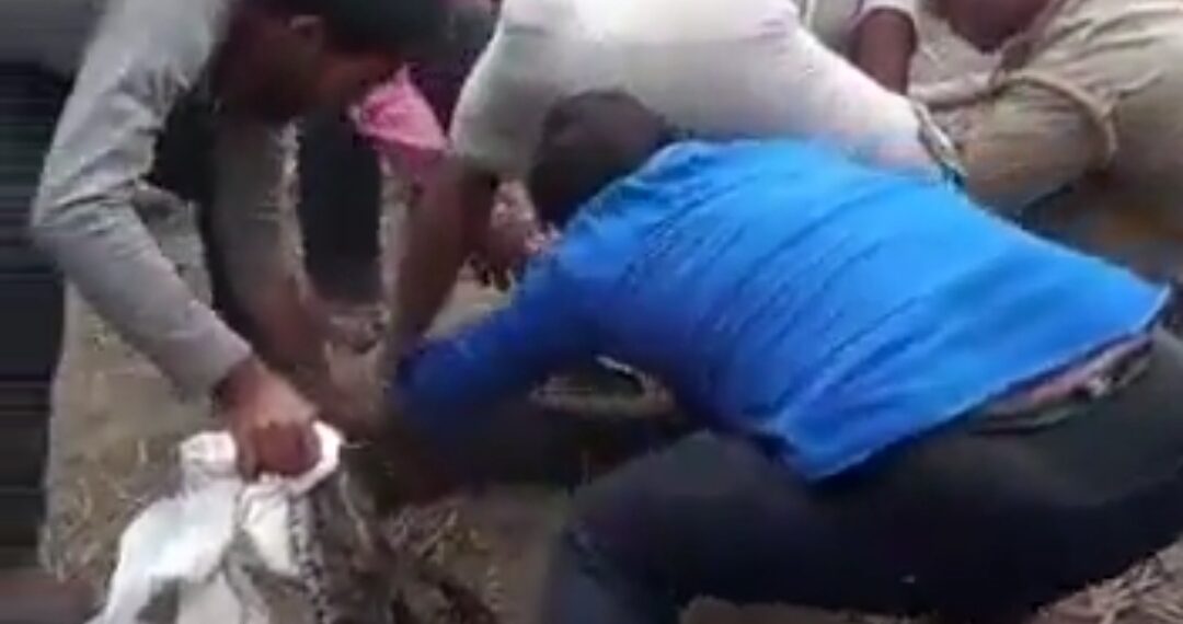 बृजमनगंज: खेत मे दिखा विशाल अजगर, पंहुंचीं वन विभाग की टीम