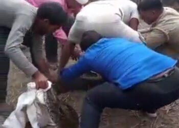 बृजमनगंज: खेत मे दिखा विशाल अजगर, पंहुंचीं वन विभाग की टीम