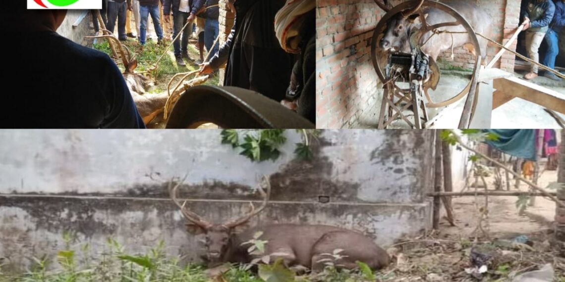 नौतनवां: गांव में भटक कर आ गया था हिरण, वनकर्मियों ने रेस्क्यू कर जंगल में छोड़ा