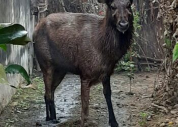 परसामालिक में भी जंगल से भटक कर गांव में घुसा हीरण ग्रामीणों के लिए कौतूहल