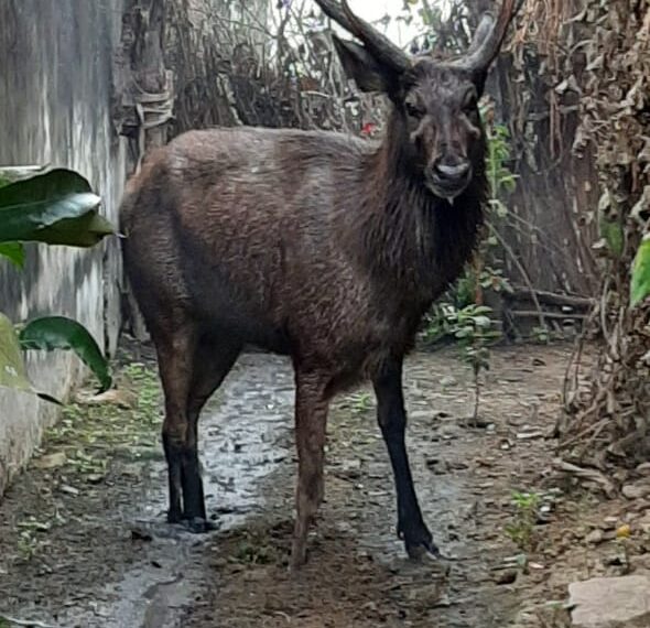 परसामालिक में भी जंगल से भटक कर गांव में घुसा हीरण ग्रामीणों के लिए कौतूहल