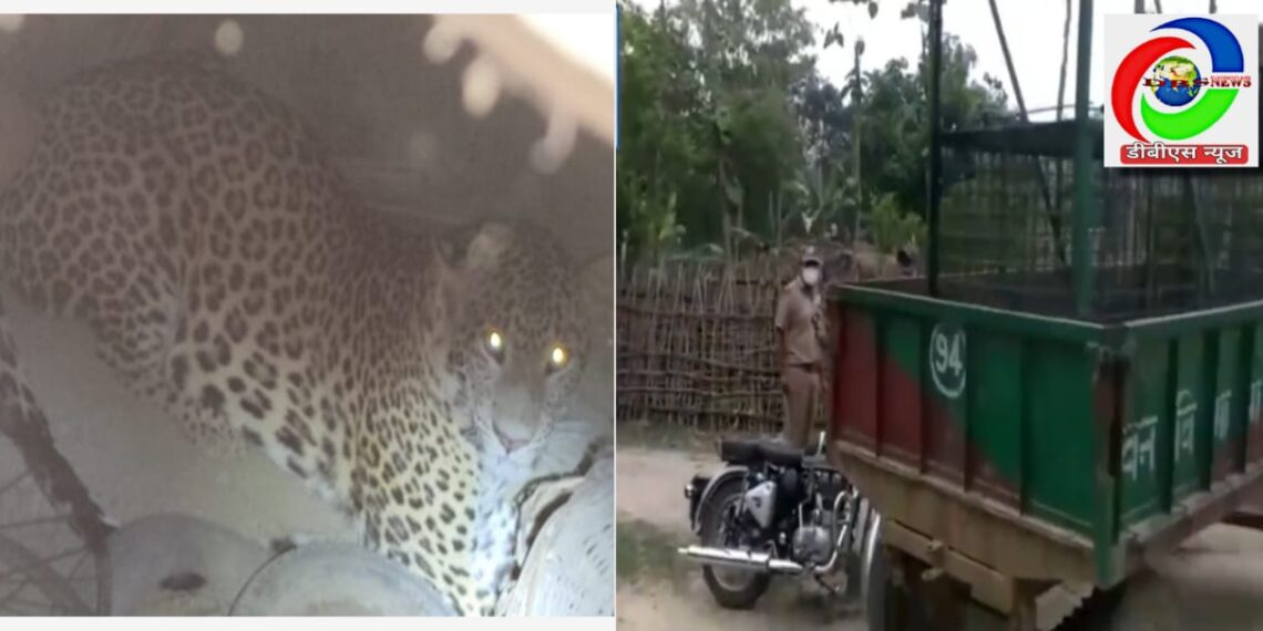 महराजगंज: एक बंदर को खाने के बाद दो किसानों के ऊपर भी झपटा तेंदुआ, एसडीएम सहित वन कर्मी रेस्क्यू को पहुंचे