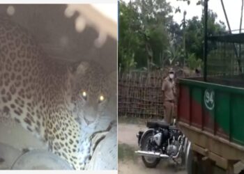 महराजगंज: एक बंदर को खाने के बाद दो किसानों के ऊपर भी झपटा तेंदुआ, एसडीएम सहित वन कर्मी रेस्क्यू को पहुंचे