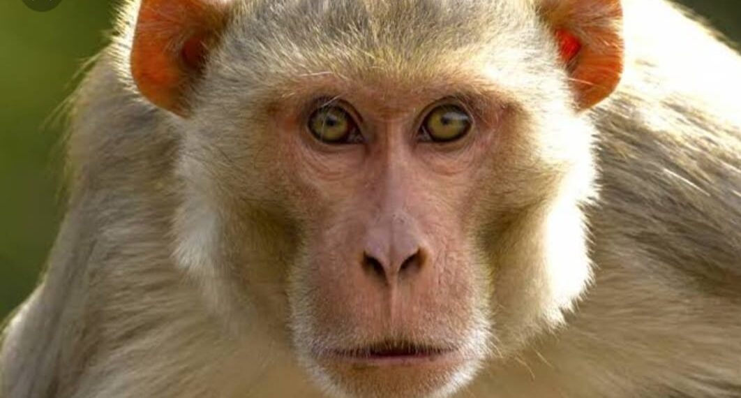 बंदरो के झुंड से डरी लड़की खुद को कमरे में किया बन्द, पीआरवी ने निकाला