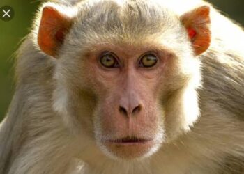 बंदरो के झुंड से डरी लड़की खुद को कमरे में किया बन्द, पीआरवी ने निकाला