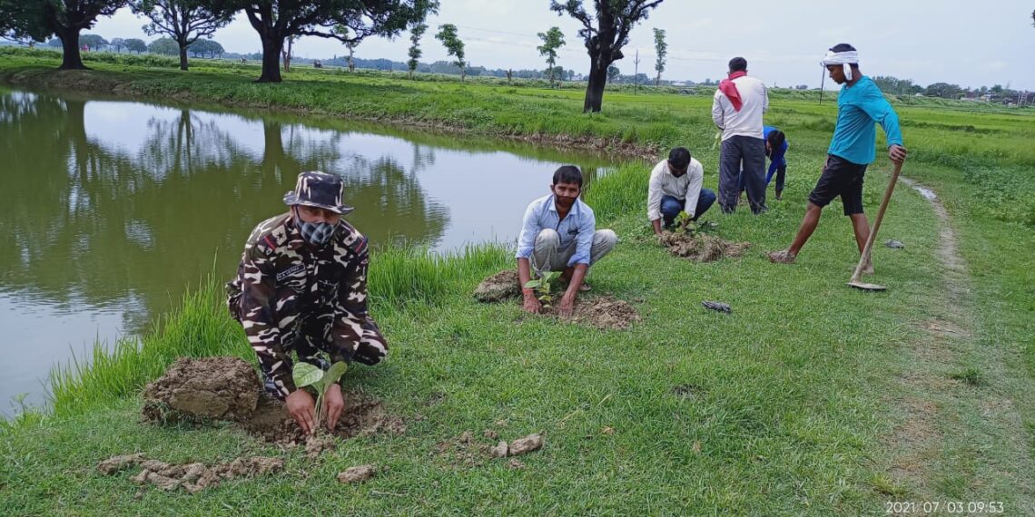 एसएसबी ने किया वृक्षारोपण, बताया वृक्षों के बिना मानव जीवन अकल्पनीय