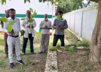 फरेंदा: ओड़वलिया प्राथमिक विद्यालय में कराया वृक्षारोपण