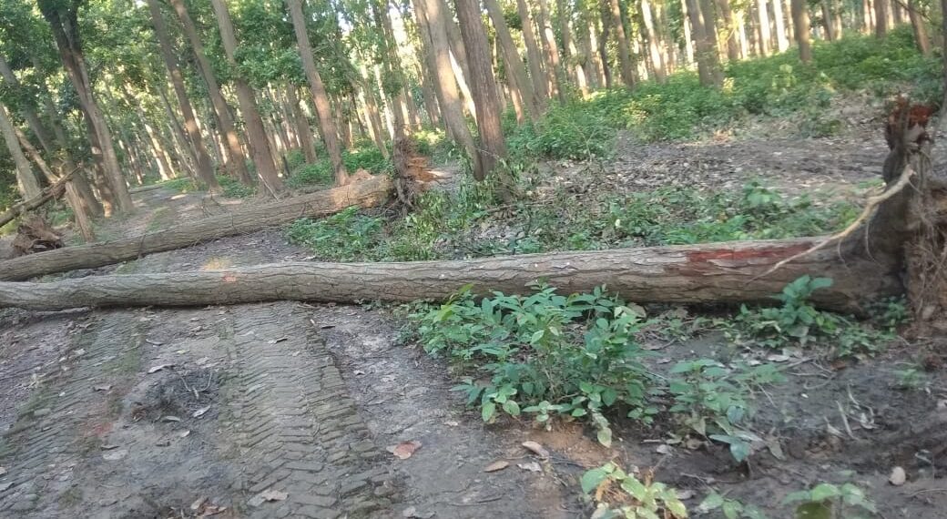 लक्ष्मीपुर: जंगल मे आँधी से गिरी पेड़ ग्रामीणों को हो रही है आने-जाने में परेशानी, जिम्मेदार मौन