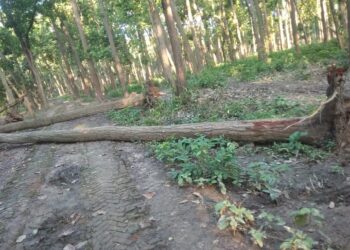लक्ष्मीपुर: जंगल मे आँधी से गिरी पेड़ ग्रामीणों को हो रही है आने-जाने में परेशानी, जिम्मेदार मौन