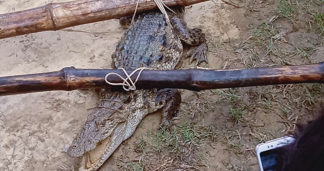 लक्ष्मीपुर: स्थानीय लोगो एवं वन विभाग के सहयोग से पोखरे में मिले मगरमच्छ को किया गया रेस्क्यू