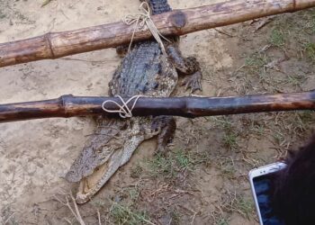 लक्ष्मीपुर: स्थानीय लोगो एवं वन विभाग के सहयोग से पोखरे में मिले मगरमच्छ को किया गया रेस्क्यू