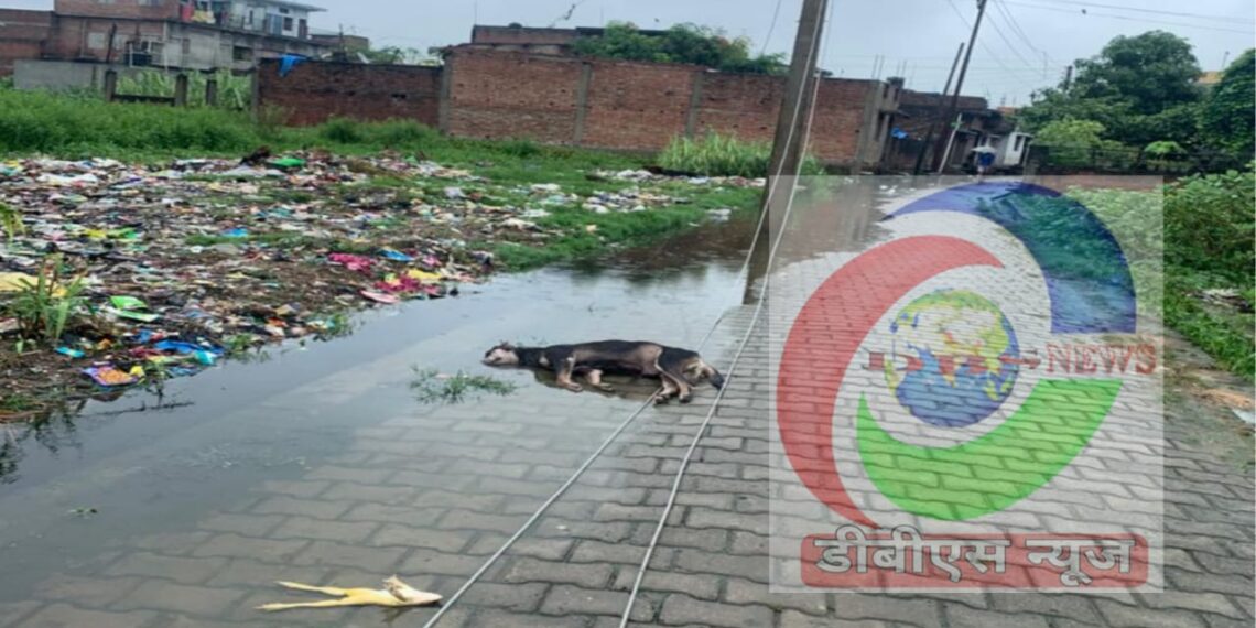 नौतनवां: टूट कर गिरा विधुत तार, चपेट में आने से कुत्ते की ऑन स्पॉट मौत, हो सकता था कोई अनहोनी