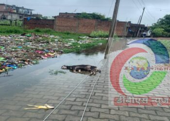नौतनवां: टूट कर गिरा विधुत तार, चपेट में आने से कुत्ते की ऑन स्पॉट मौत, हो सकता था कोई अनहोनी