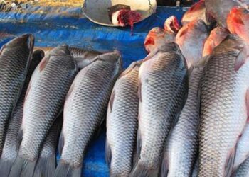 नवंबर से शहर की सड़कों पर नहीं दिखेगी मीट-मछली की दुकान व कचरा , जाने क्यों ?