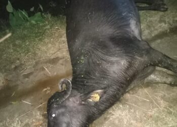 नौतनवां: करंट लगने से भैंस की मौत, ग्रामीणों ने बताई बिजली विभाग की लापरवाही