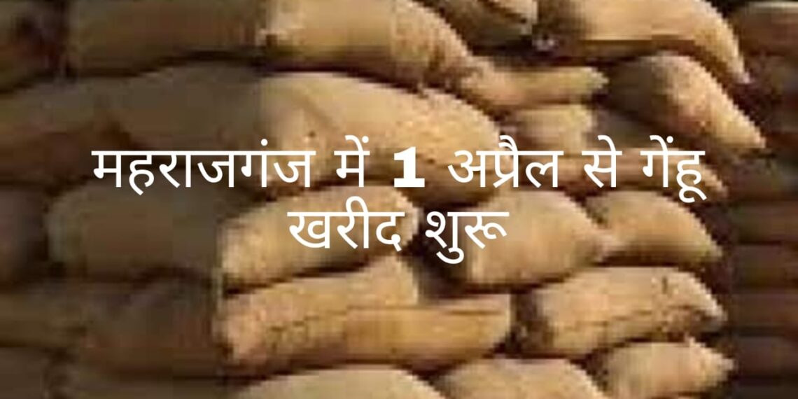 महराजगंज: जिले में कल से शुरू हो रही गेंहू खरीद, पंजीकरण कराएं किसान