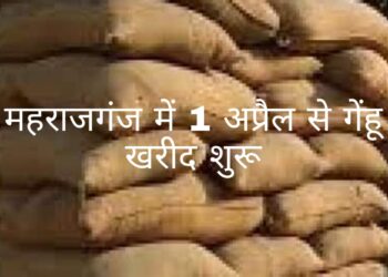 महराजगंज: जिले में कल से शुरू हो रही गेंहू खरीद, पंजीकरण कराएं किसान