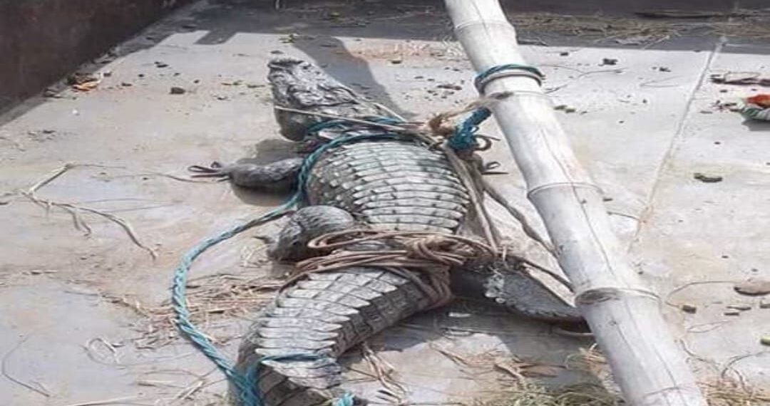 नौतनवां: प्रधान के भांजे के पैर के नीचे पड़ा मगरमच्छ, मची अफरातफरी