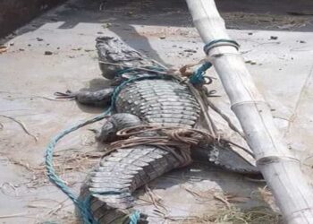 नौतनवां: प्रधान के भांजे के पैर के नीचे पड़ा मगरमच्छ, मची अफरातफरी