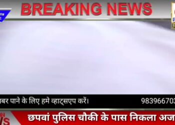 नौतनवां: छपवां पुलिस चौकी के समीप निकला अजगर, पांच दिनों में निकले 3 अजगर