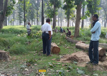 महराजगंज: लक्ष्मीपुर रेंज के वन में हरे पेड़ को काट गिरे दिए तस्कर