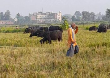 नौतनवां: खड़ी धान की फसल को चर ली चालीस भैंसे, एसपी से शिकायत
