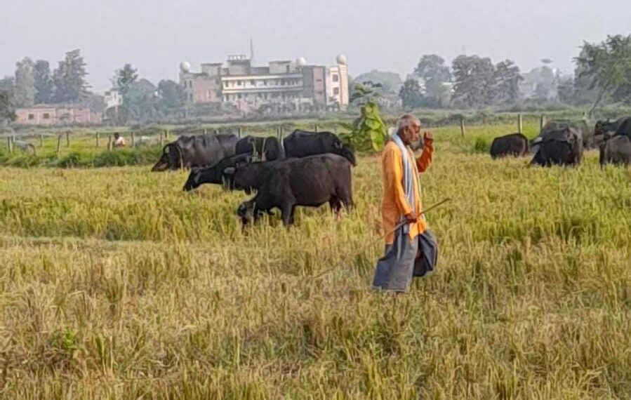 नौतनवां: खड़ी धान की फसल को चर ली चालीस भैंसे, एसपी से शिकायत