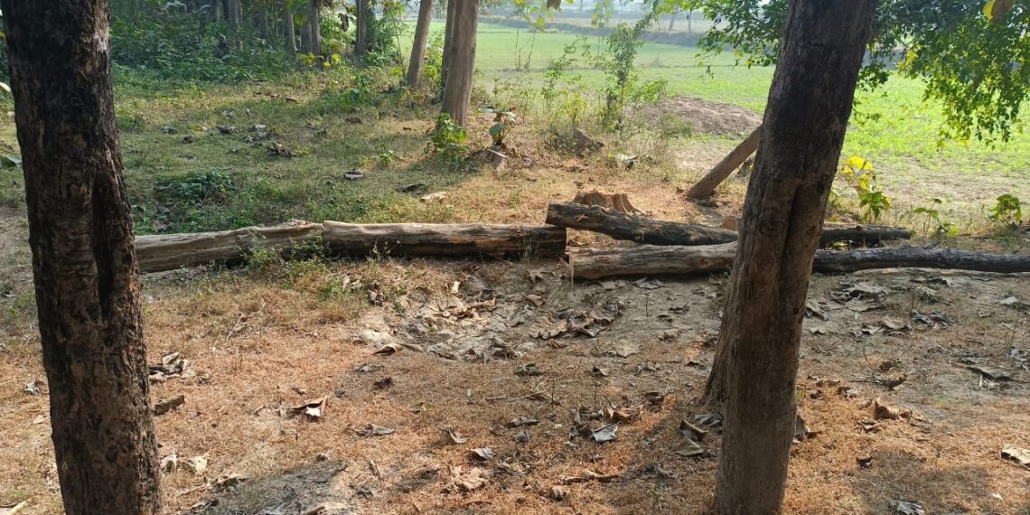 हरदी डाली: सीमा क्षेत्र में पेड़ो की अवैध कटान से एसडीएम से शिकायत, चर्चा
