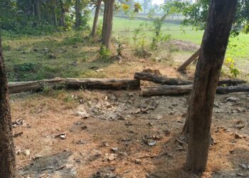 हरदी डाली: सीमा क्षेत्र में पेड़ो की अवैध कटान से एसडीएम से शिकायत, चर्चा