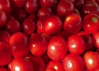 नेपाल से तस्करी कर आ रहा मिनी ट्रक पर लदा 10 क्विंटल टमाटर कस्टम ने बरामद किया