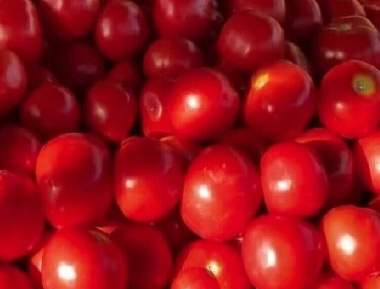 नेपाल से तस्करी कर आ रहा मिनी ट्रक पर लदा 10 क्विंटल टमाटर कस्टम ने बरामद किया