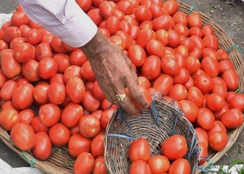 ब्राउन सुगर ,अफीम और गांजे की तस्करी के लिए बदनाम था नेपाल बॉर्डर, अब टमाटर की हो रही स्मगलिंग