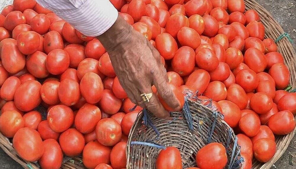 ब्राउन सुगर ,अफीम और गांजे की तस्करी के लिए बदनाम था नेपाल बॉर्डर, अब टमाटर की हो रही स्मगलिंग
