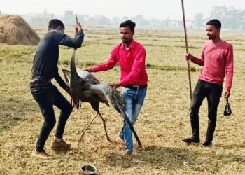 महराजगंज जनपद में लापरवाही से बढ़ रहा राजकीय पक्षी सारस की मौत के मामले, पिछले वर्ष की तुलना में इस वर्ष घट गए जनपद में सारस