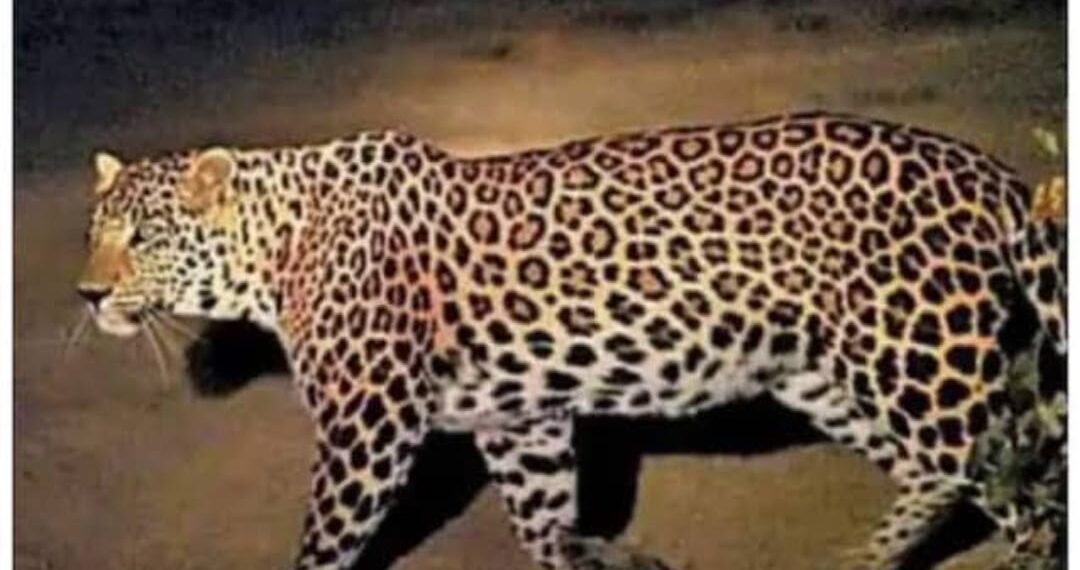 परसामलिक क्षेत्र में तेंदुए के खौफ में ग्रामीणों की दहशत में गुजरी रात