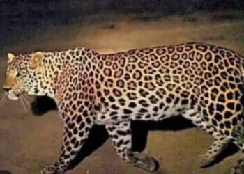 परसामलिक क्षेत्र में तेंदुए के खौफ में ग्रामीणों की दहशत में गुजरी रात