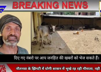 योगी सरकार में गौसदन में भूखे रह रही गौमाता, नौतनवा तहसील के झिंगटी गौसदन का है मामला