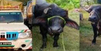 सोनौली। तस्करी की भैंस बरामद एक गिरफ्तार