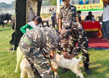 सोनौली। एसएसबी ने लगाया पशु चिकित्सा शिविर